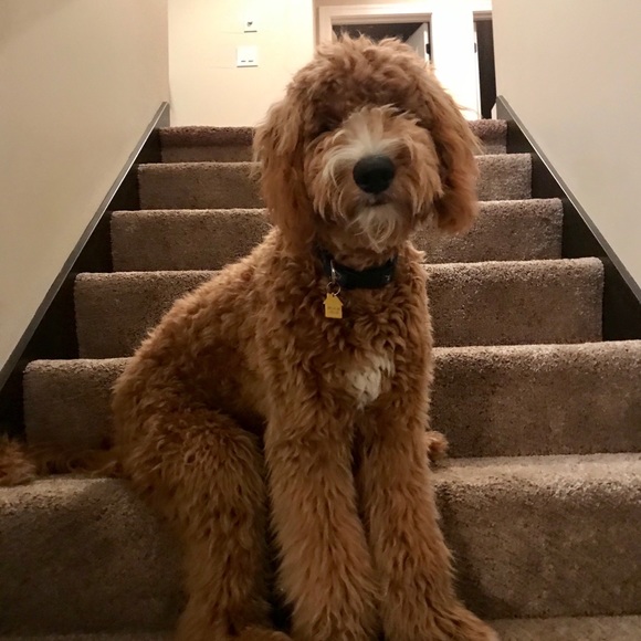 Meet your Posher, Kelsey - Picture 1 of 2